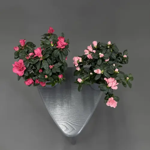 Рододендрон